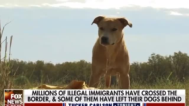 Animal Shelter Crisis at Border