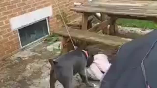 Dog Plays With Toy Tied To a Wall And Pulls It Hard Towards Them