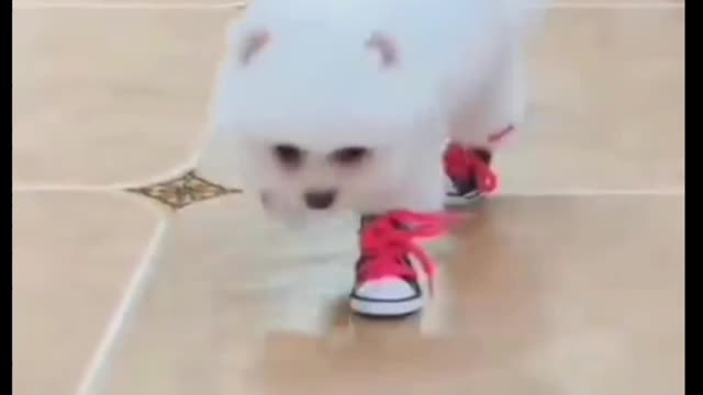 Puppy's cute reaction after having new pair of shoes