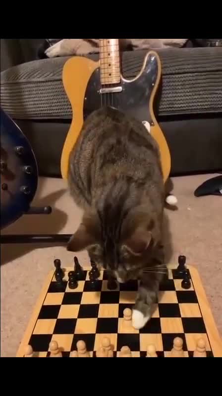 Gato brinca de xadrez incrivel