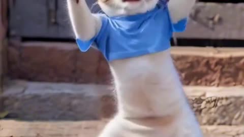 Funny Cat Dance Video