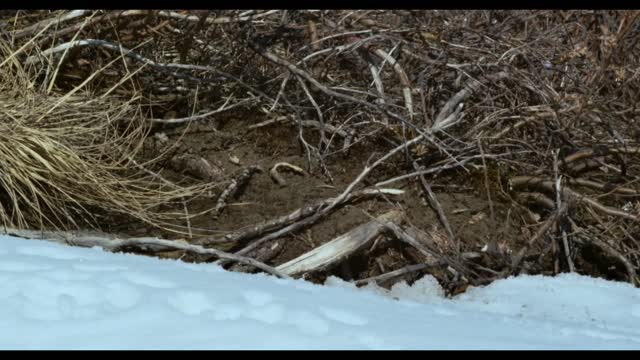 squirrel jumping out of the snow