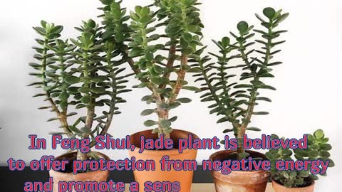 Jade Plant