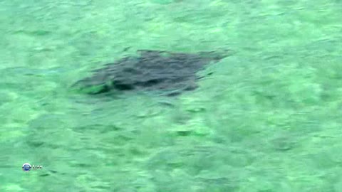 The stingray flies underwater