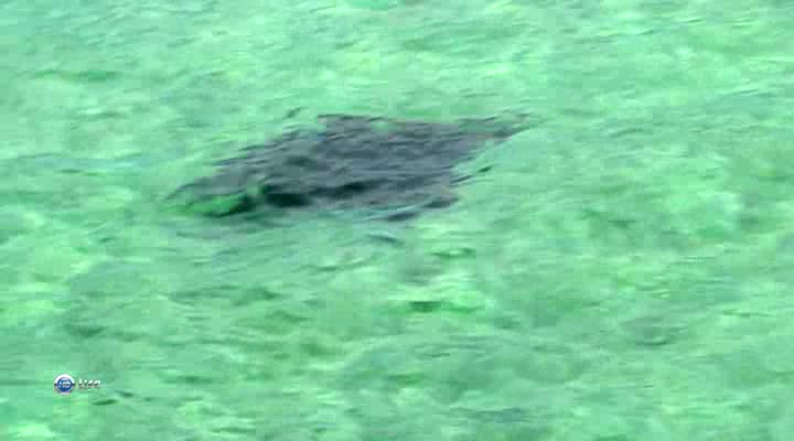 The stingray flies underwater