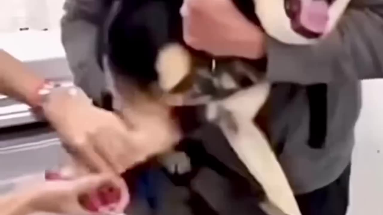 Funny dog animals video kids 🤣