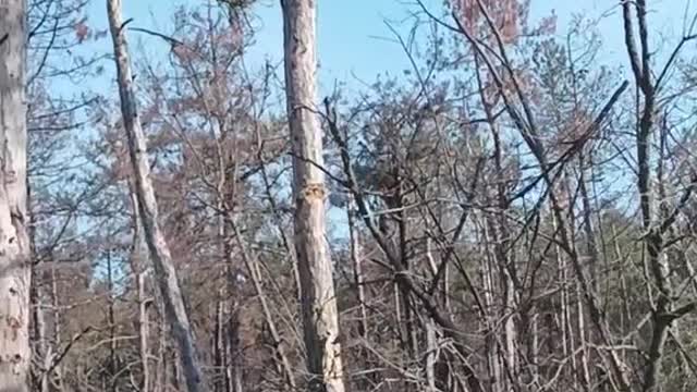 Ukrainian aviation in action