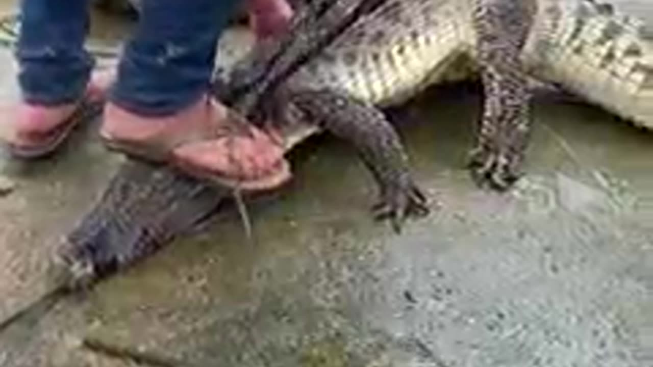 CatchingHarvest baby crocodile in small crocodile Crocodile