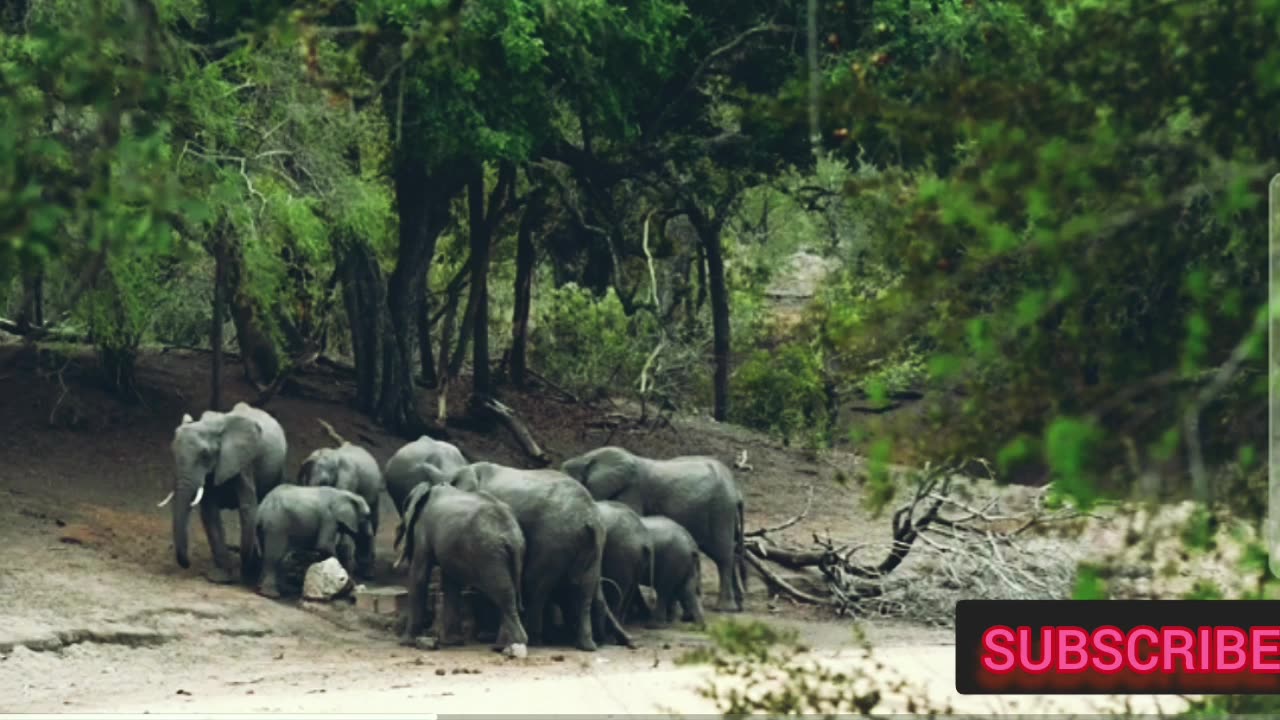 african #safari animals #africa #documentary