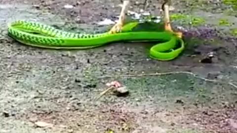 Bird vs snake