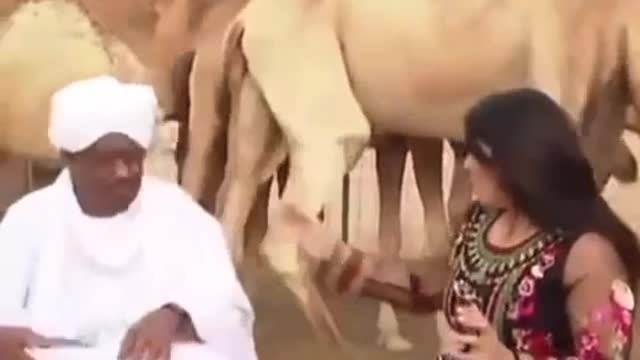 Fun camel