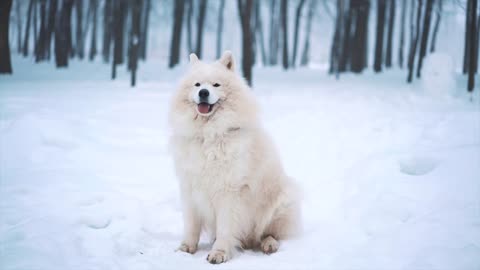 White Samoyed dog in winter