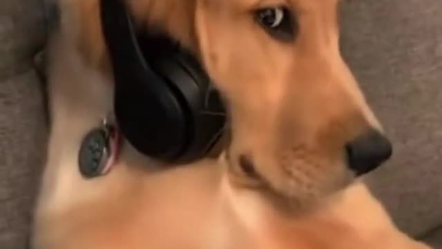 Dog need’s to pay the bills😂