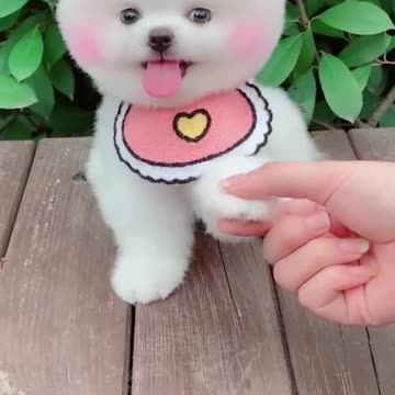 Tik Tok Chó Phốc Sóc Mini 😍 Funny and Cute Pomeranian623