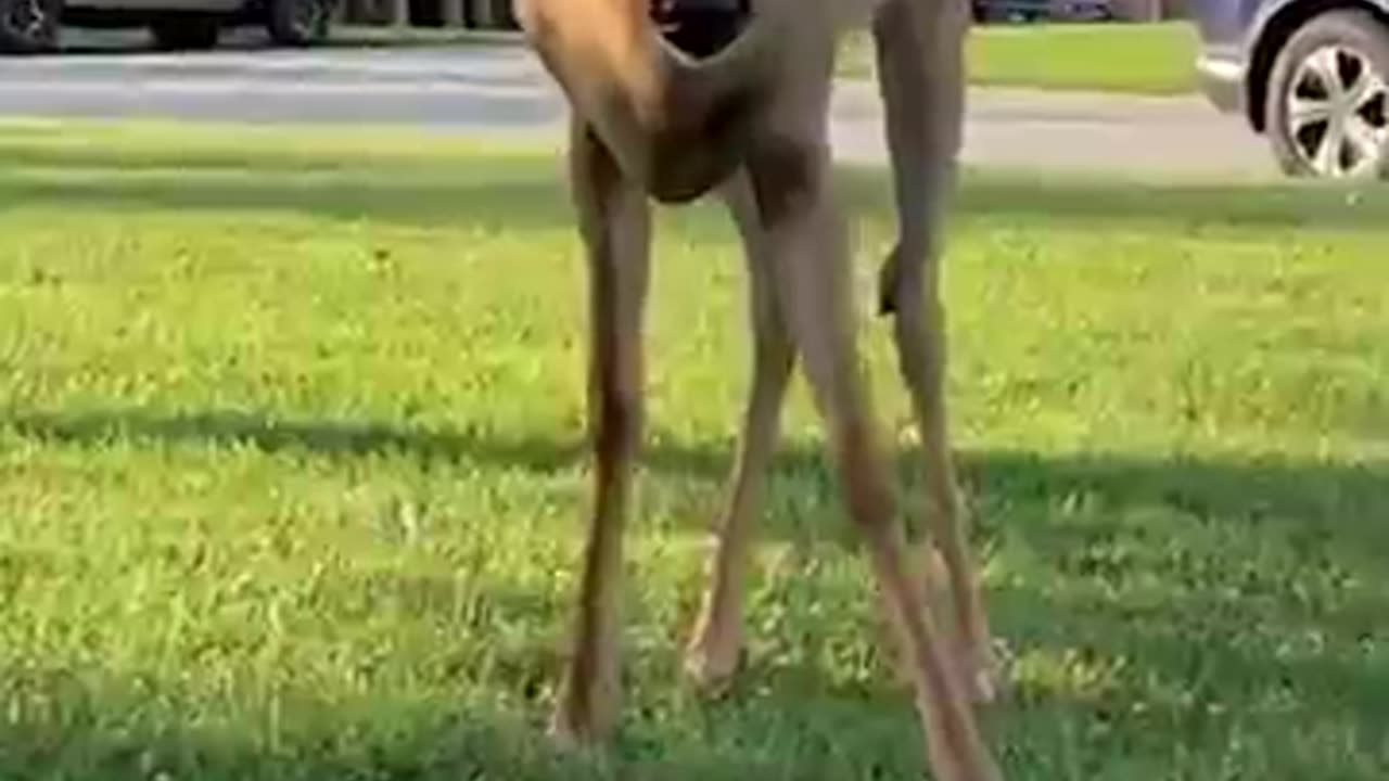 Tiny kitten be friend deer