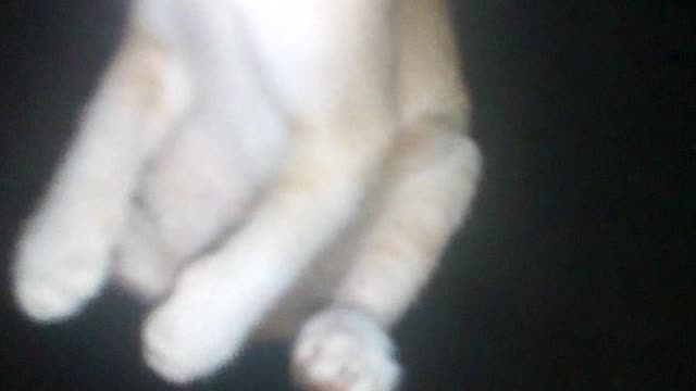 Cat funny video cro