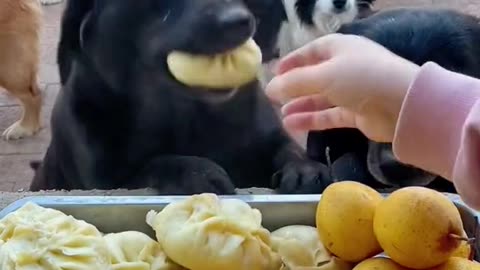 Cute dogs enjoying delicious MOMO - Its party time