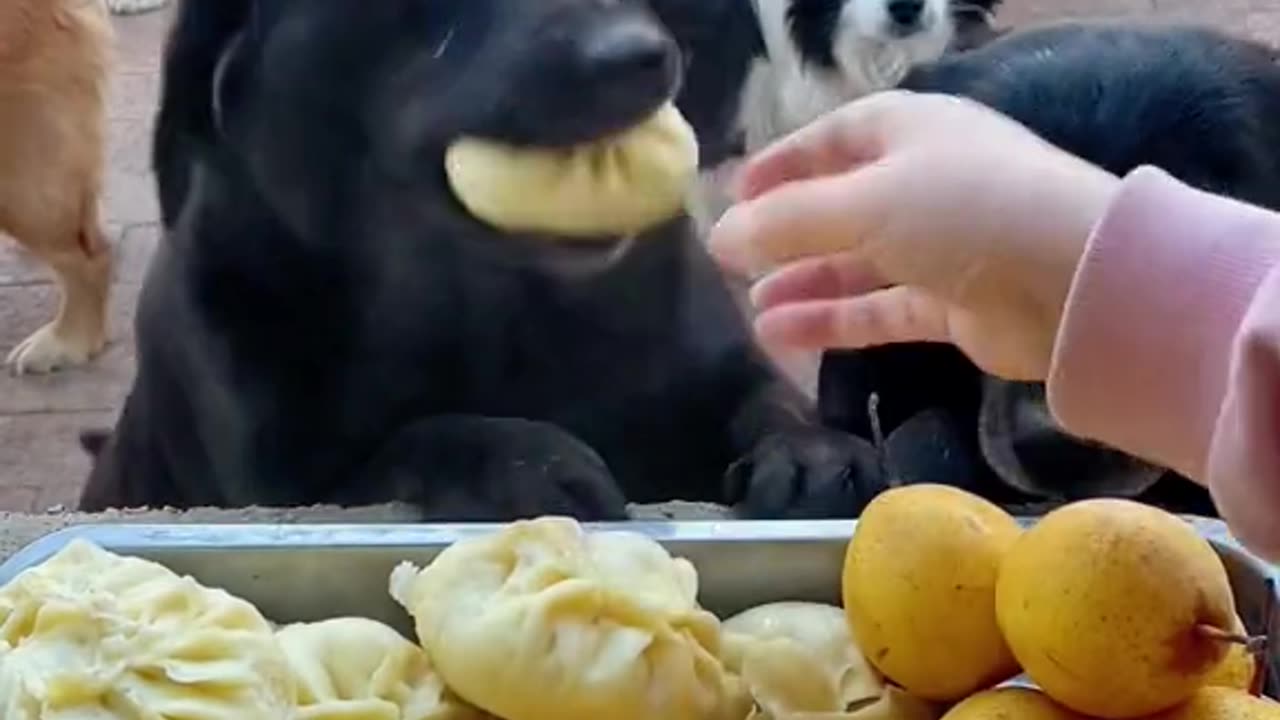 Cute dogs enjoying delicious MOMO - Its party time