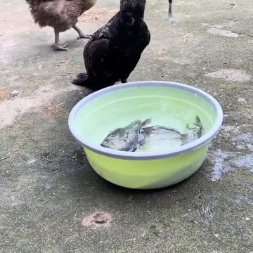 snack time, today's carp fish 🐟