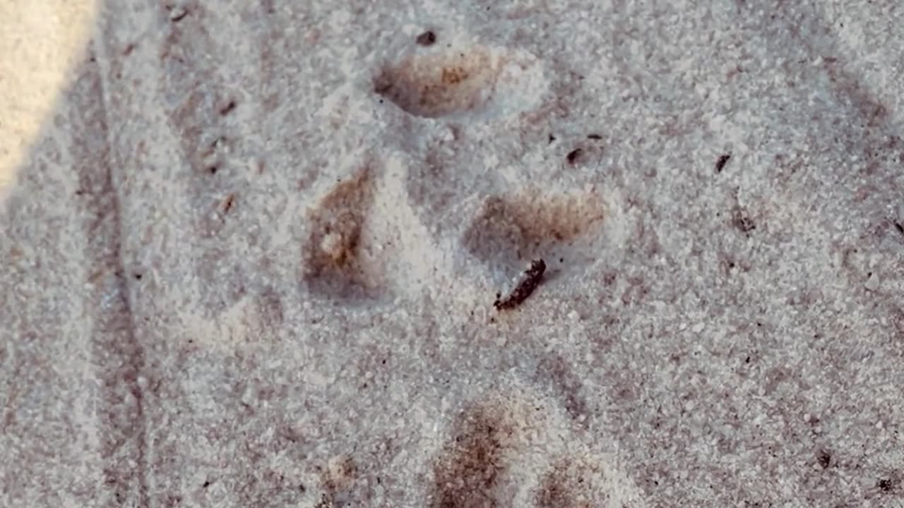 Footprints in the Sand