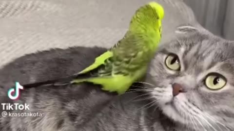When your owner buy a parrot 🦜