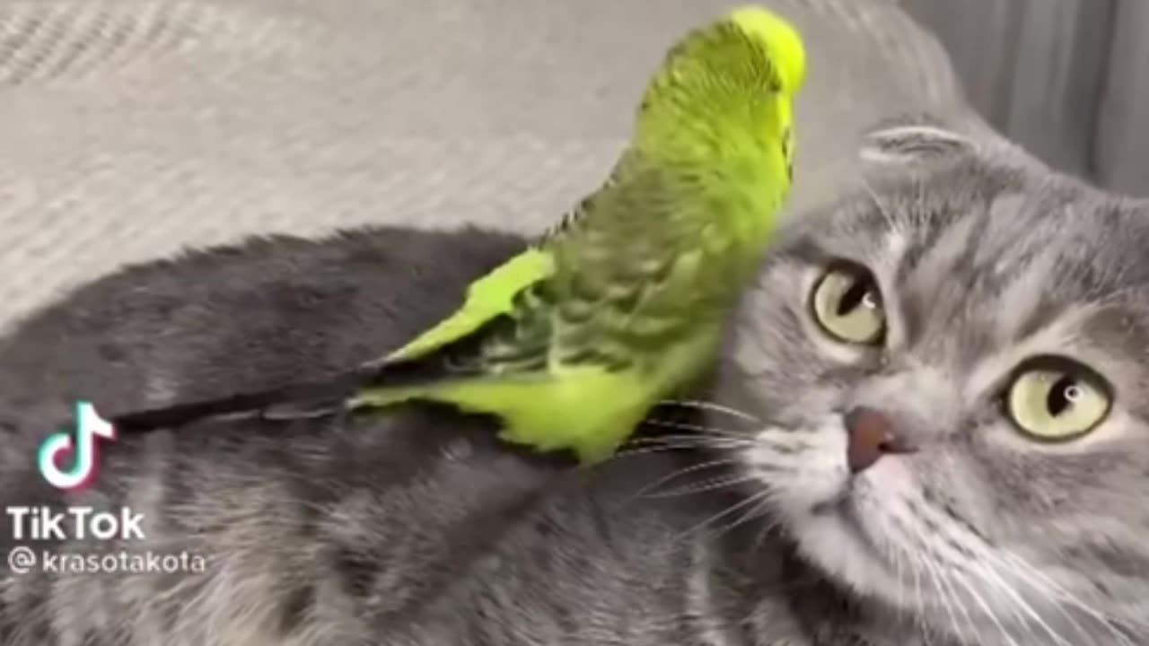 When your owner buy a parrot 🦜