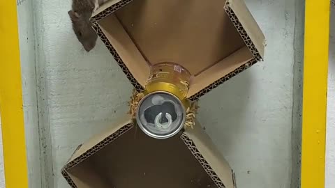 Funny video
