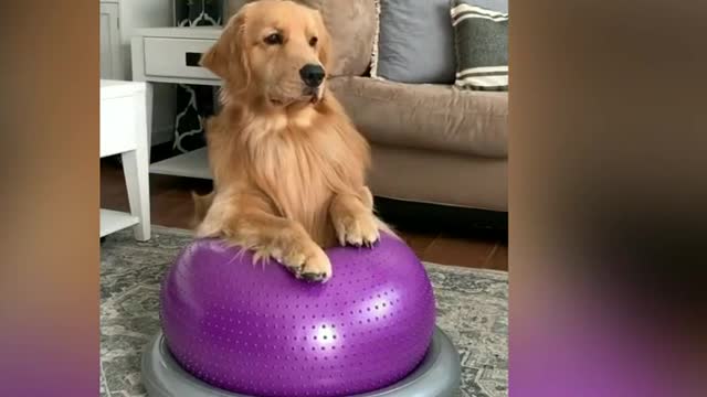 TuckerBudzyn #goldenretriever Tucker Budzyn Training Videos! Cute Golden Retriever