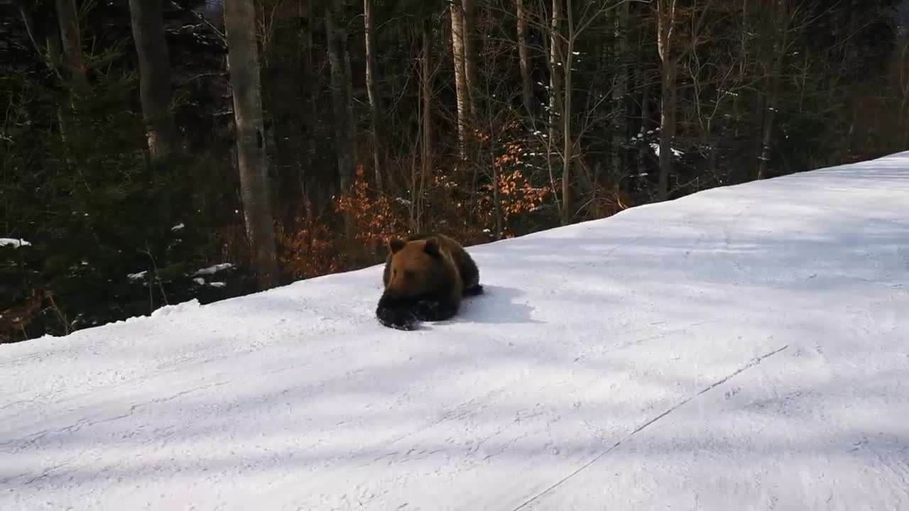 Skiing with the bear on the slope - 9 Martie 2021, Partia Cocosul Predeal Romania, by Mister Fox