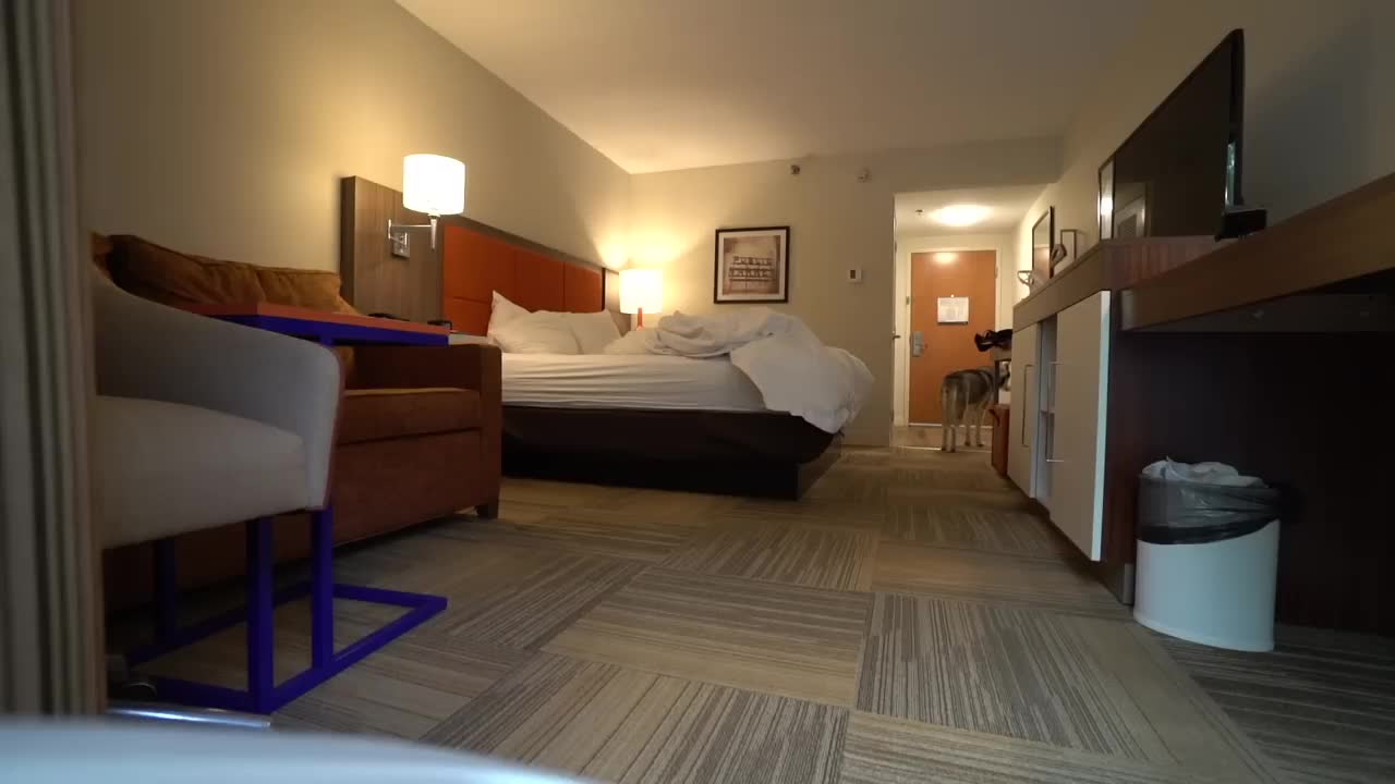What Does My Dog Do When Alone In A Hotel Room_