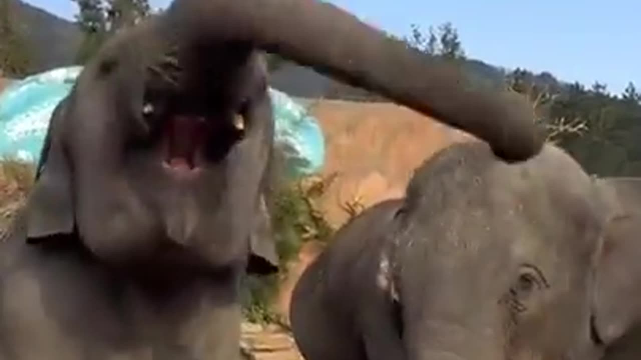 Elephants Jamming Out