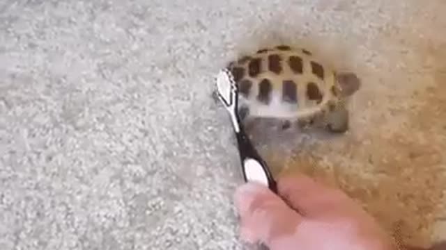 This turtle loves to suck, laugh with animals