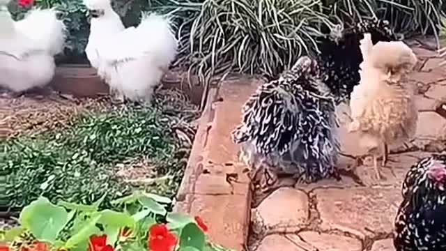 chicken