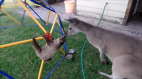 Baby Sloths Being Sloths