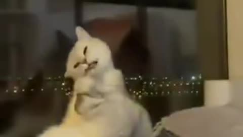 Funny cute little cat baby video is not a good day to all