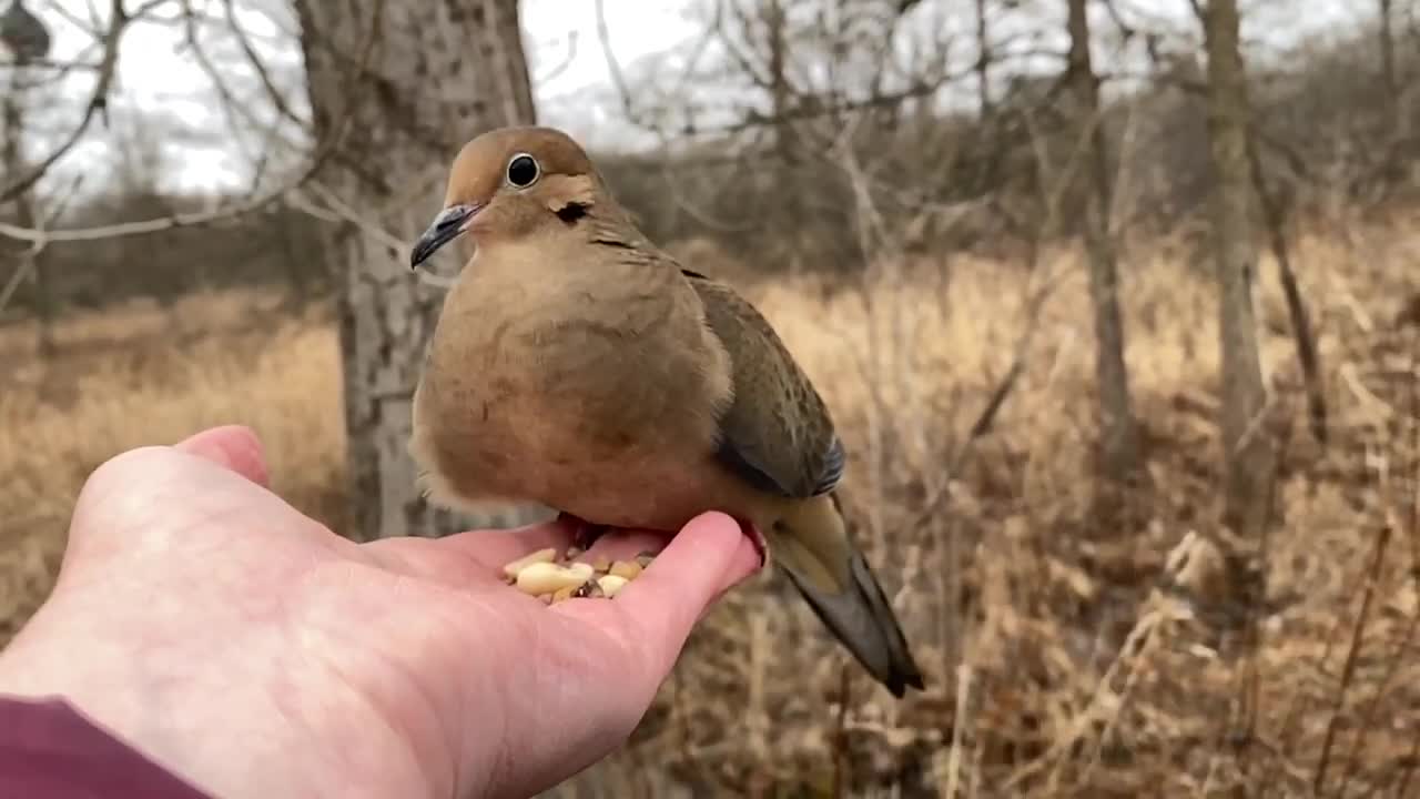 Majestic Video Footage of Hand-Feeding the Mourning Dove in Slow Motion