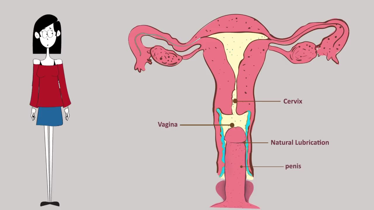 reproductive system