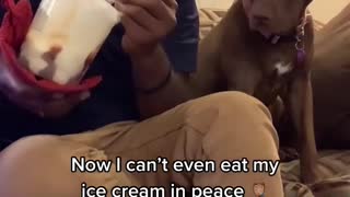 Dog Tries to Hide Desire for Ice Cream