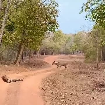 Wildlife in Closer View with natural perspective.