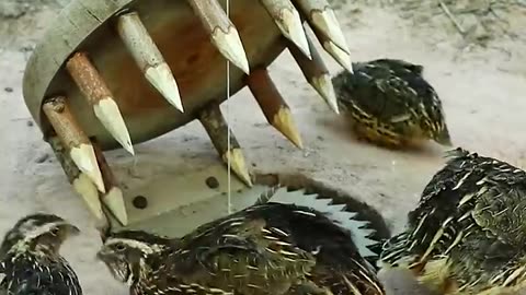 Create Amazing Bird Trap - Quail Trap #shorts