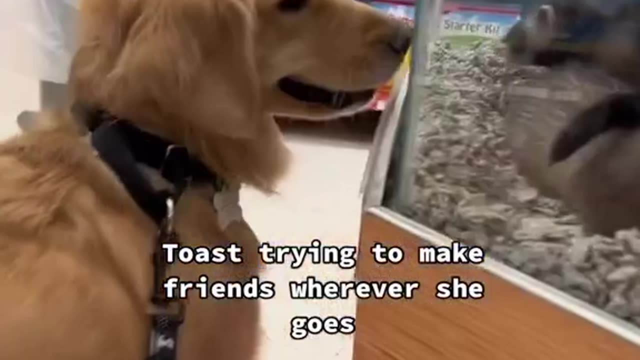 Professional Paw-shaker - Always open for new fur-iends πΆπ#BFFFinder