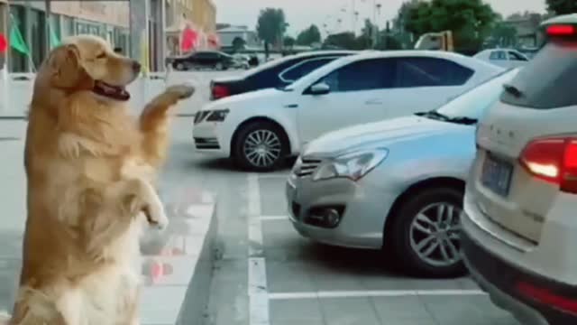 Funny dog helps the owner to park the car