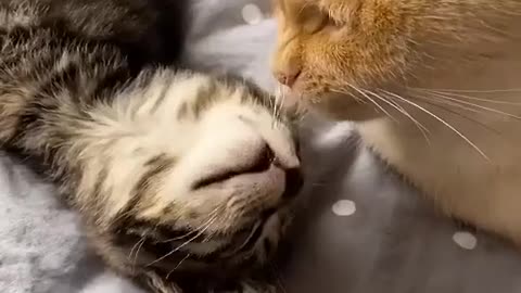 Cat Funny Video