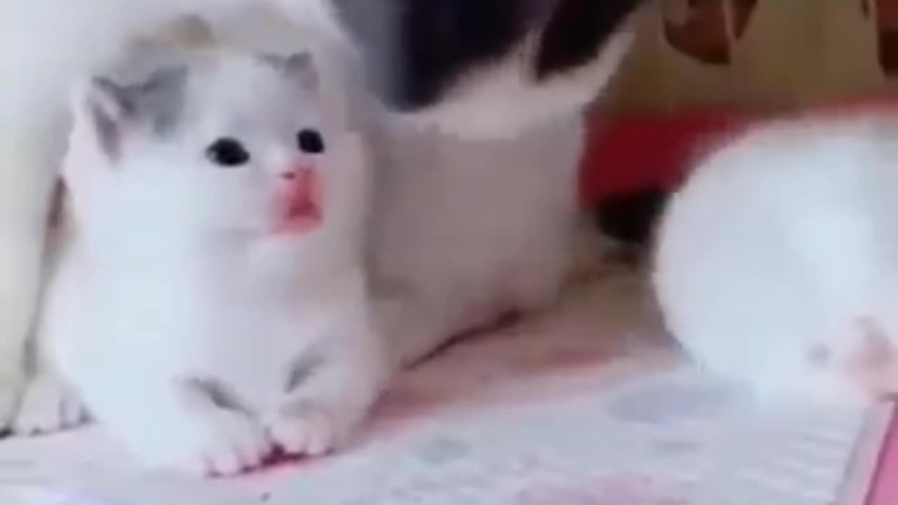 Lovely beautiful cat