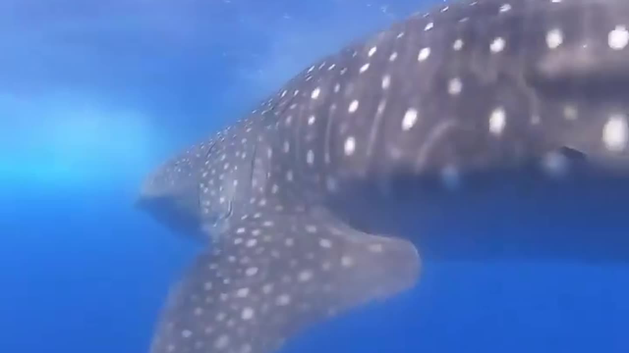 Wildlife