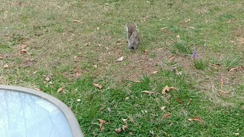 Wild squirrel in the backyard
