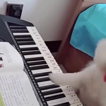 Funny Cats And Dogs Videos 🐱🐶 Funniest Animals - Funny Animal Videos 2023 😅