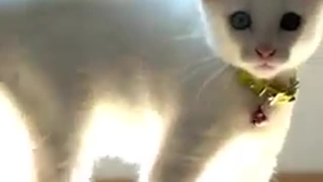 How to tell if a cat is playing or fighting 😎💕😽