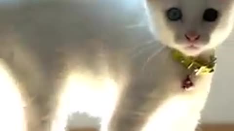 How to tell if a cat is playing or fighting 😎💕😽