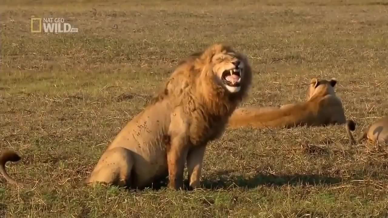 When lion laugh